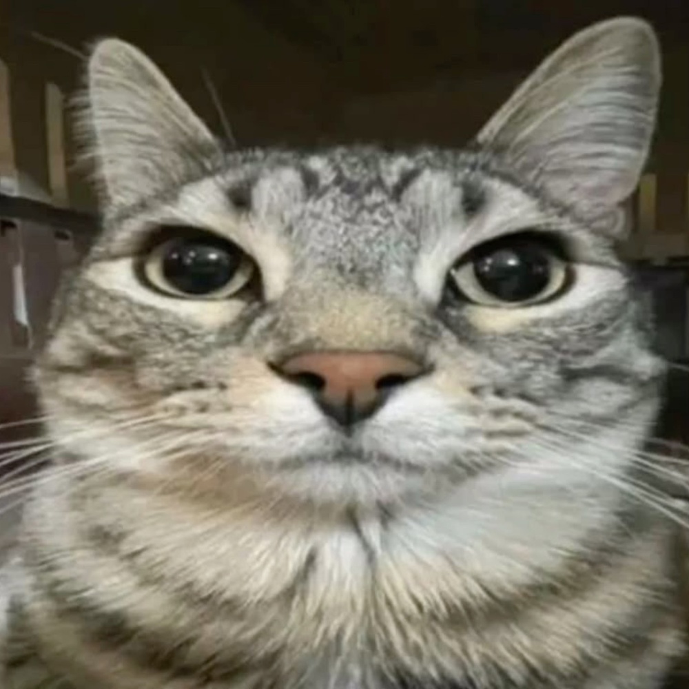 Meet your Posher, Isabella